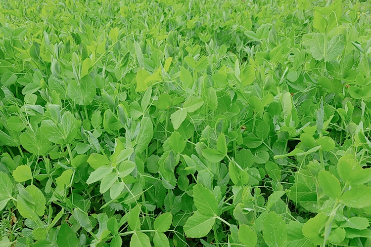 想种点豌豆苗自己吃,越冬豌豆苗的种植方法和时间是什么?