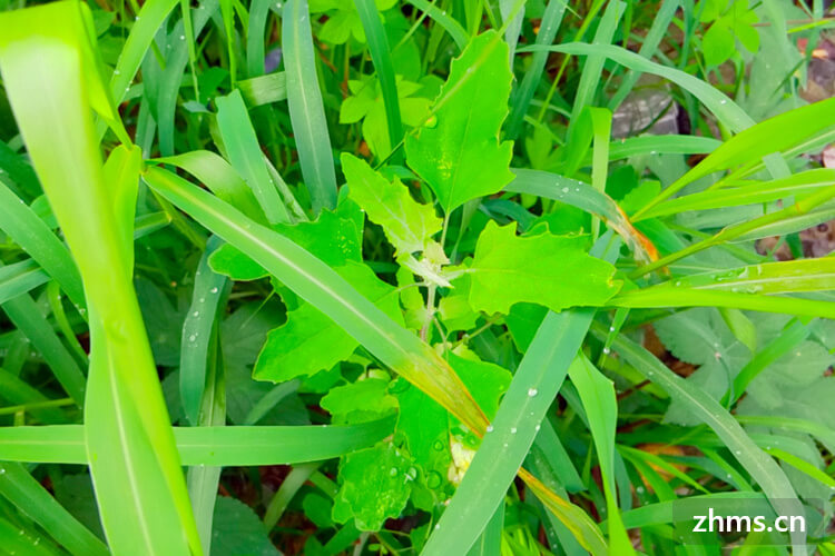 野菜品种有哪些?野菜怎么保存?