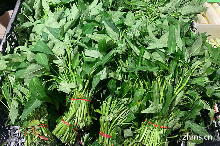 野生空心菜是什么样子