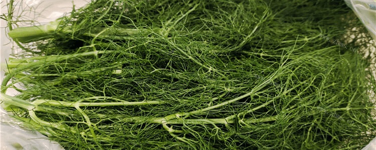 怎样保存茴香菜时间长