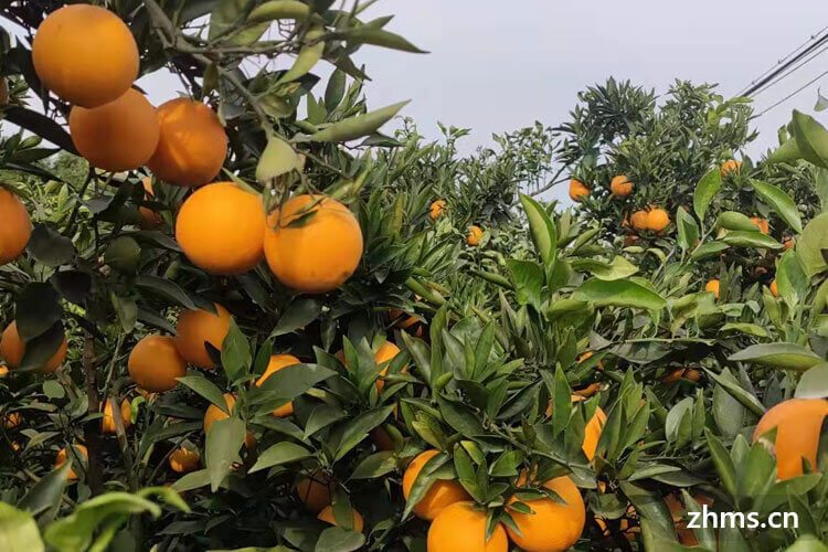 青秋脐橙是从眉红脐橙的芽,变选而培育出来的一种早熟的柑橘新品种.