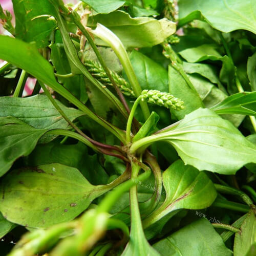 车前草