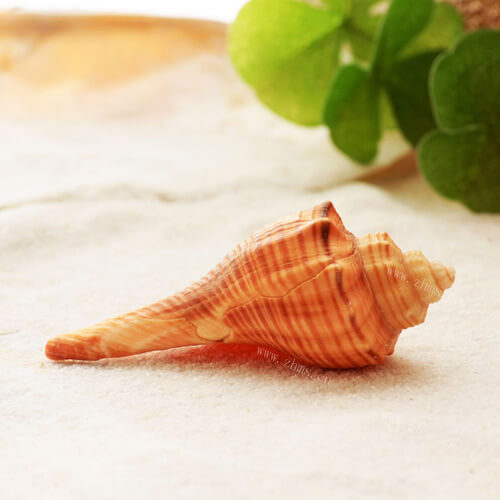 香海螺