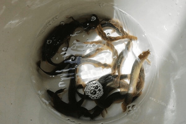 鲜香美味的泥鳅汤面的制作方法第一步