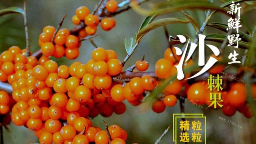 右玉红品牌介绍图1 右玉红品牌介绍图1
