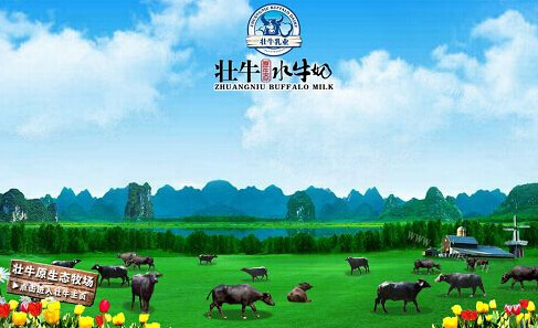 壮牛水牛奶品牌介绍图1 壮牛水牛奶品牌介绍图1