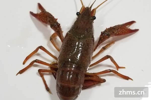 养龙虾的水越干净越好吗？怎样吃才是正确吃法？