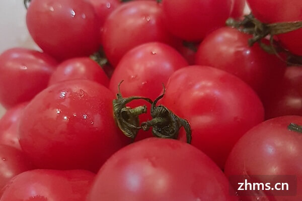 番茄副作用