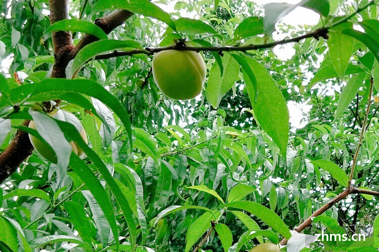 5月份成熟的桃子品种 5月份成熟的桃子品种