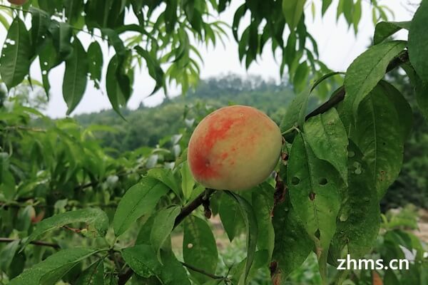 桃子的营养价值有哪些呢,你都知道吗 桃子的营养价值有哪些呢,你都知道吗