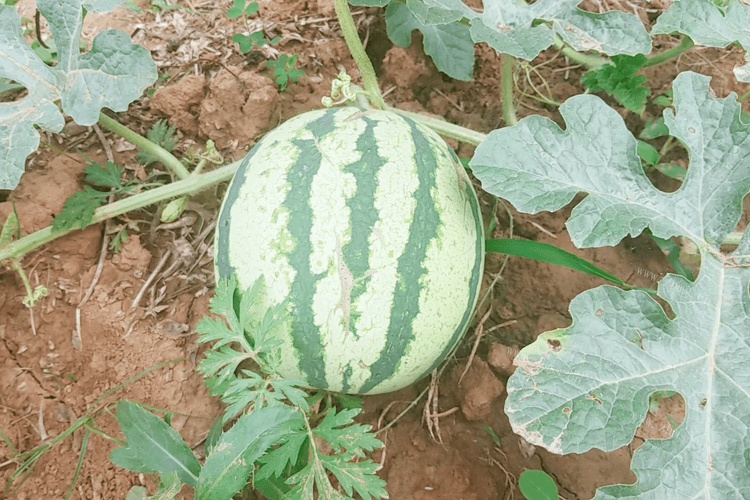 西瓜皮炒肉怎么做好吃窍门？夏天吃西瓜不想浪费西瓜皮