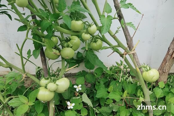 番茄可以做 番茄可以做