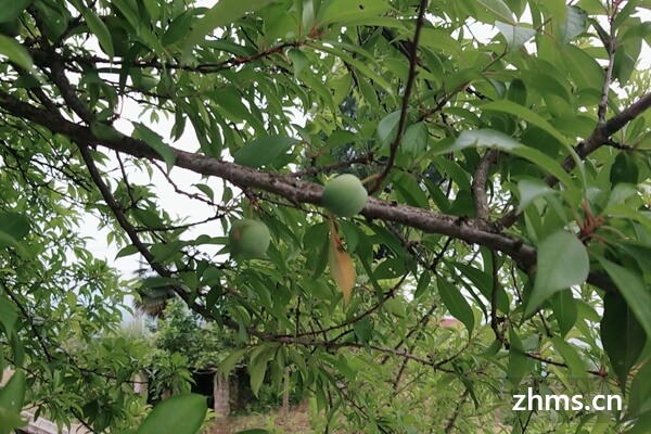 李子是寒性水果吗 李子是寒性水果吗