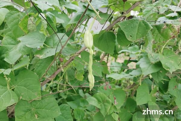 请问孕妇可以吃豆角吗