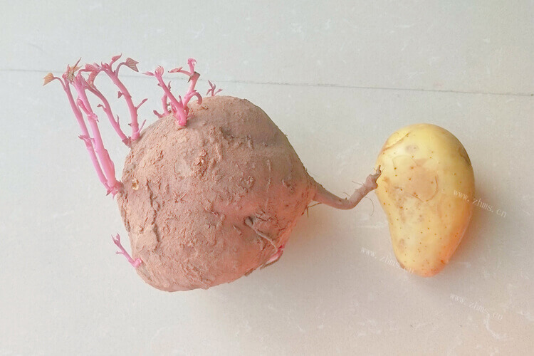 家里种了些红薯，想做成红薯粉，打红薯粉机多少钱一台？