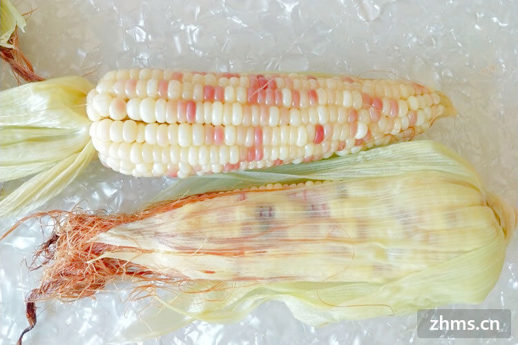 玉米的营养成分