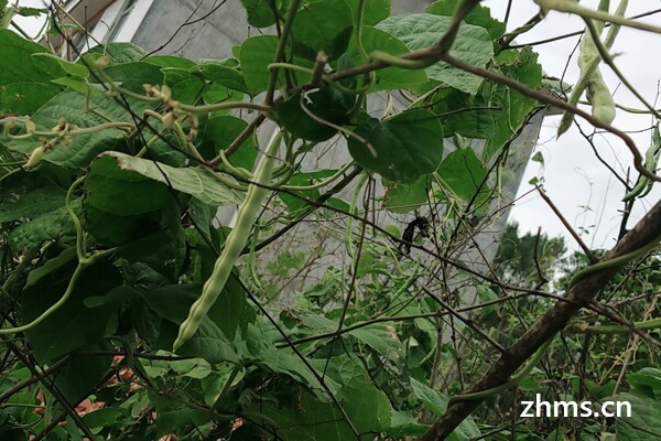 孕妇可以吃豆角吗