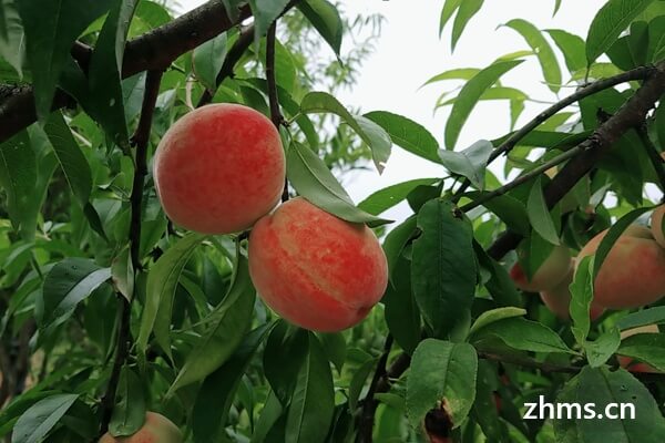 桃子的营养价值有哪些呢 桃子的营养价值有哪些呢