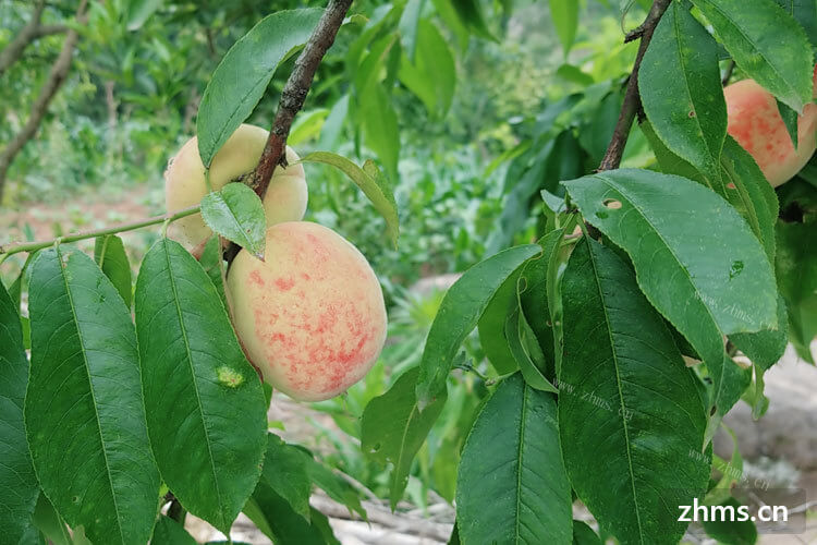喜欢吃桃子的人很多，但是都知道桃子皮很难剥，那么桃子怎么弄吗