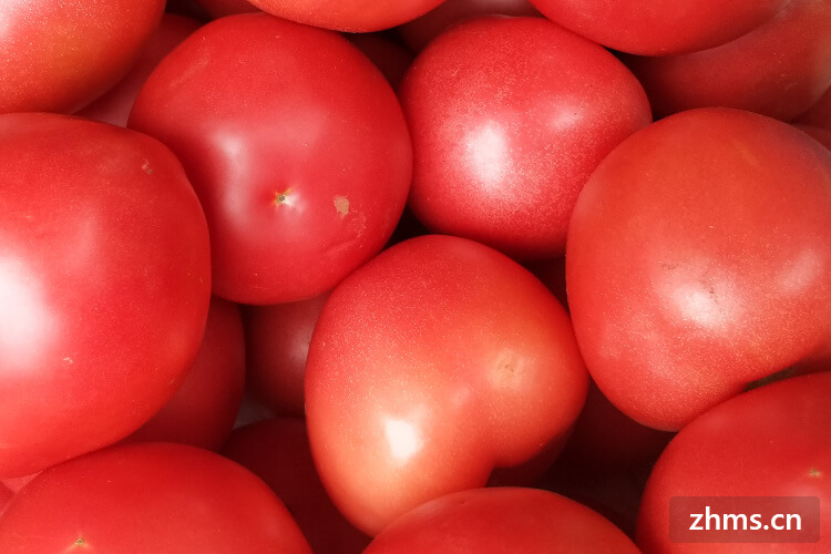 西红柿会胖吗