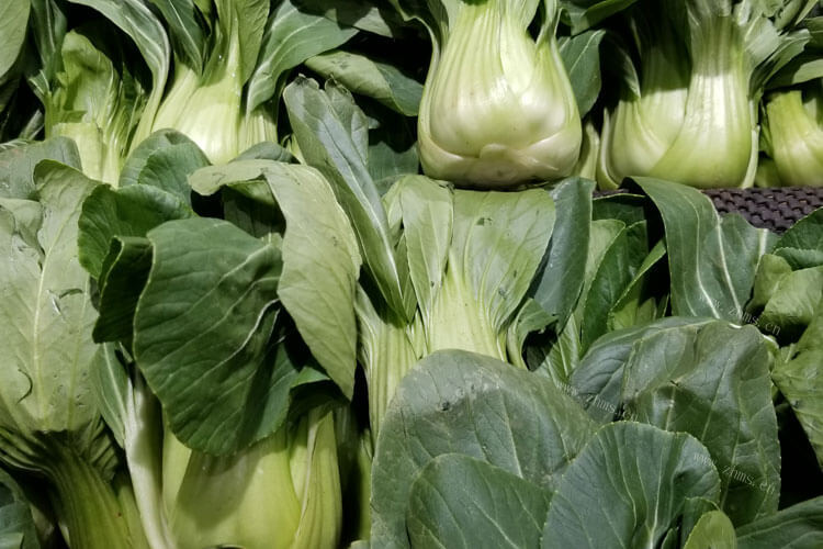 上海青和油菜花我们都很常见，上海青和油菜花有什么区别？