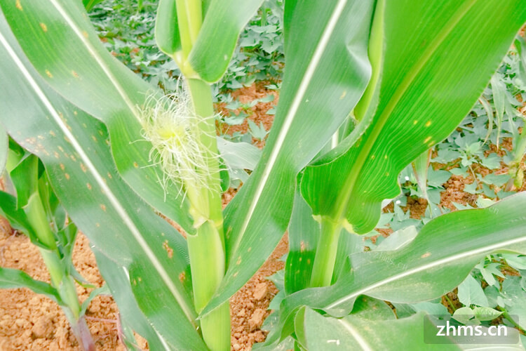 谷雨是一个特定的节气，谷雨节气吃玉米的含义是什么呢？