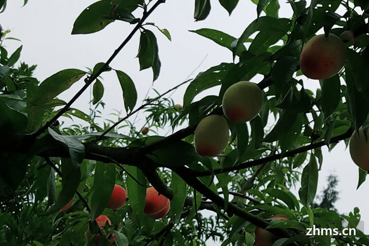 夏天水蜜桃可以放多久