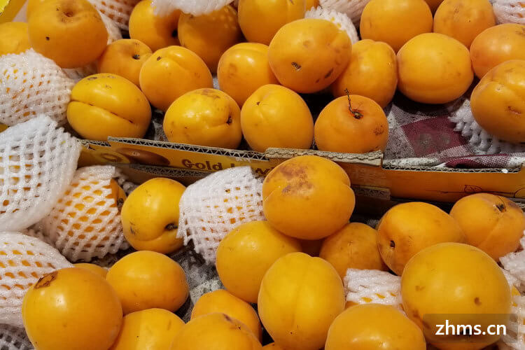 减肥能吃杏吗