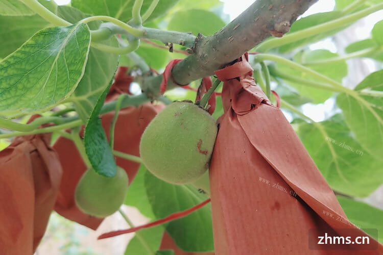 猕猴桃是我特别爱吃的一种水果，水果猕猴桃怎么去皮呢？