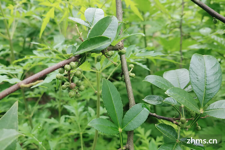 孕妇吃花椒吗，为了你和宝宝的健康你必须知道