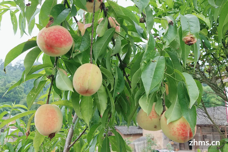 水蜜桃成熟季节是什么时候？每年的6到8月份