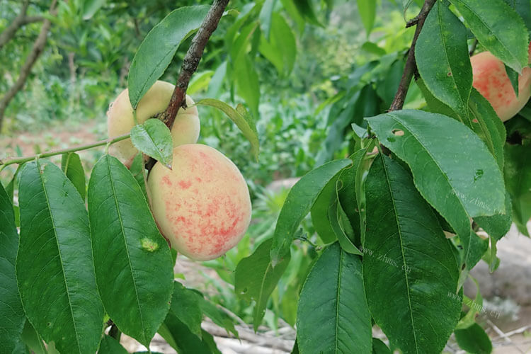 桃子切完变色怎么回事？桃子可以怎么吃？