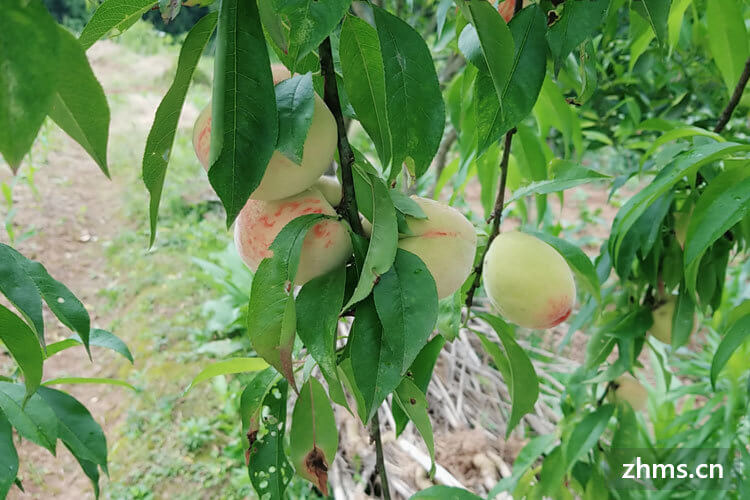 水蜜桃的成熟季节是哪个