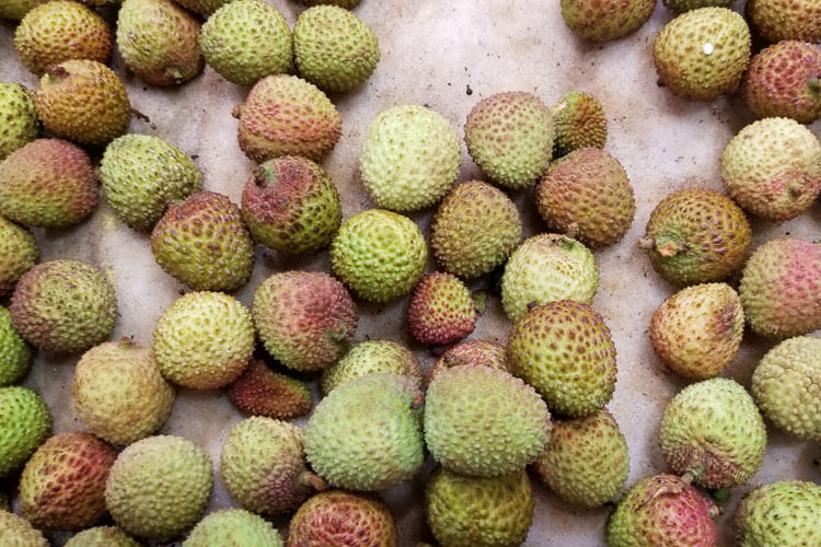 桂味荔枝和妃子笑荔枝哪个好吃，哪个比较好呢