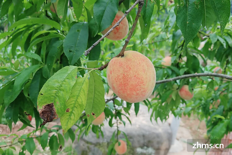吃桃子的时候最讨厌吃到一半不小心啃到桃子核，那怎么去桃子核呢