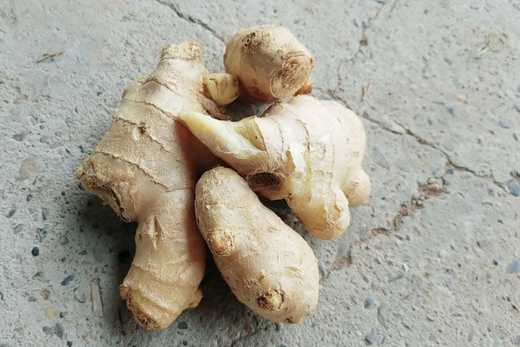 好久都没有吃到木姜子了，木姜子成熟什么颜色