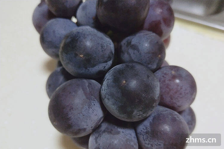 葡萄是什么季节的水果