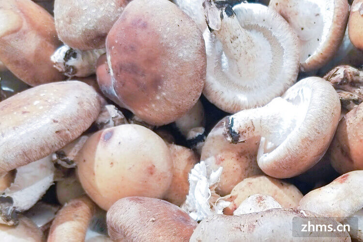 产后吃蘑菇