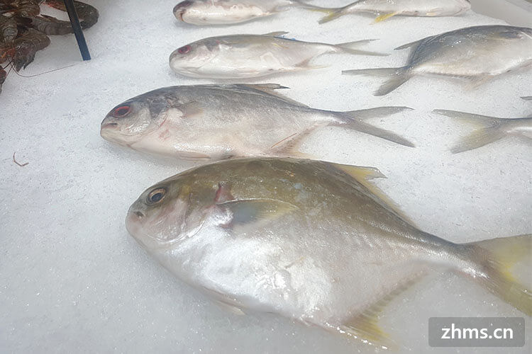 吃货速来了解关于鲳鱼的种类及价格 九州醉餐饮网