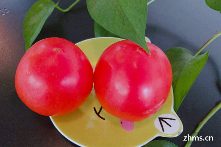 西红柿的做法大全