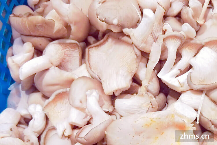 怎么做蘑菇