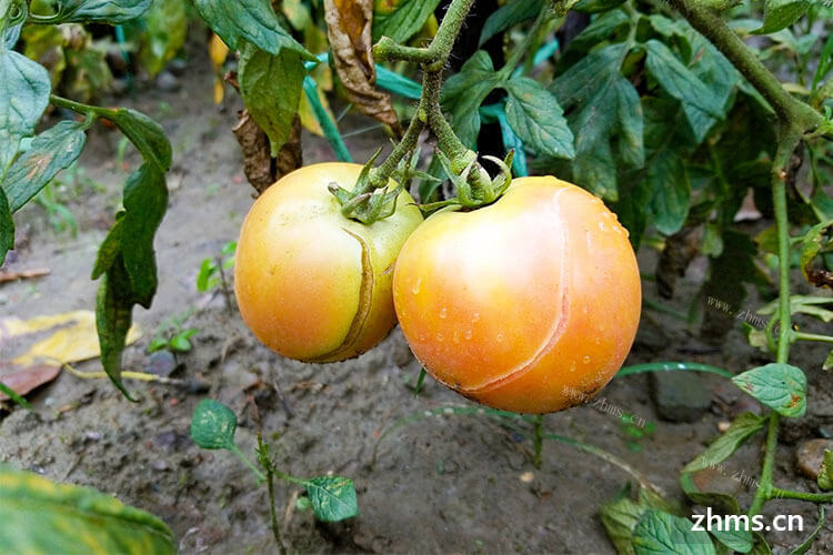 买回来的番茄中有几个青番茄，想知道青番茄怎么催熟?