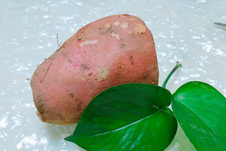 红薯发芽种土里能种出红薯吗，应该什么时候种植呢？