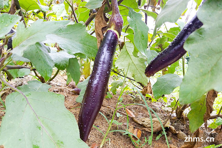 紫皮茄子的营养价值