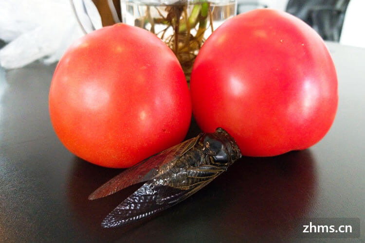 晚上吃西红柿会胖吗