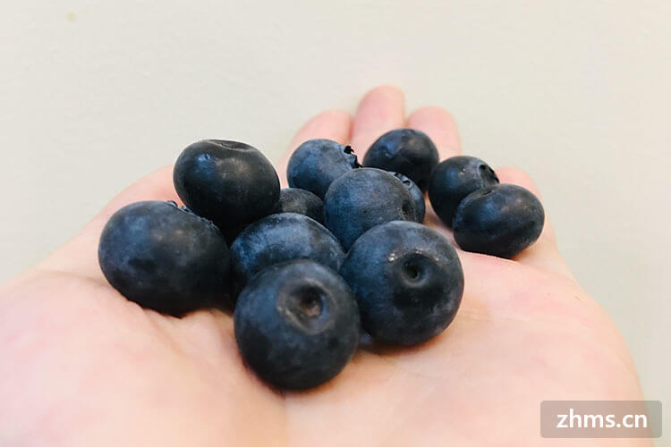 野蓝莓与种植蓝莓有何差异呢？