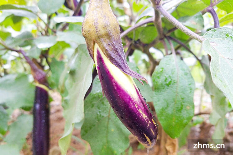紫茄子怎么做好吃