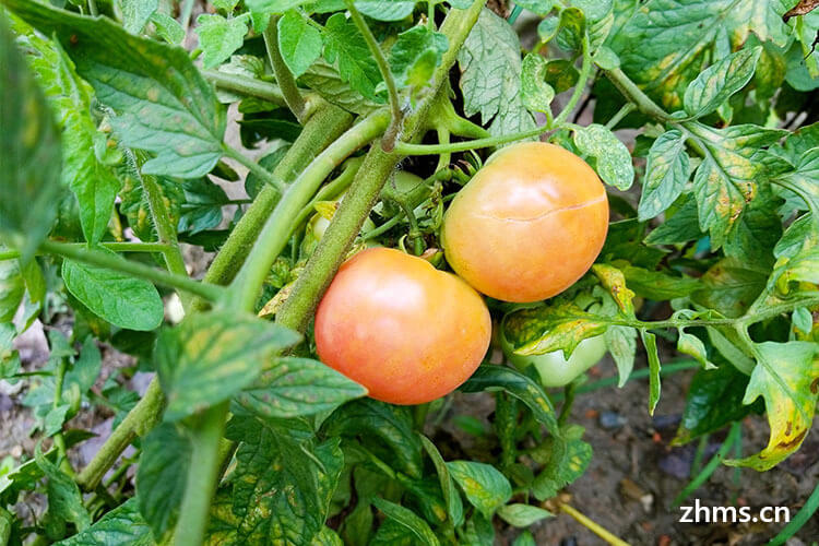 西红柿绿豆能一起吃吗
