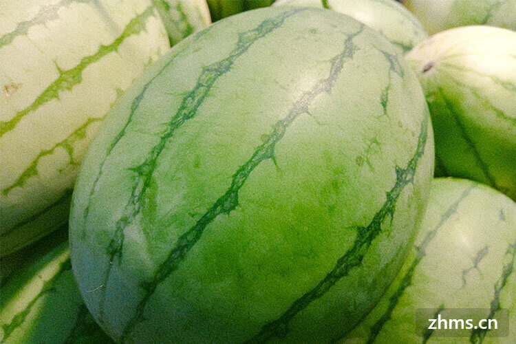 什么西瓜品种的好