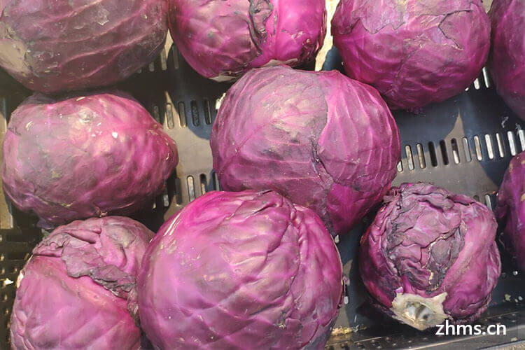 紫色包菜怎么做